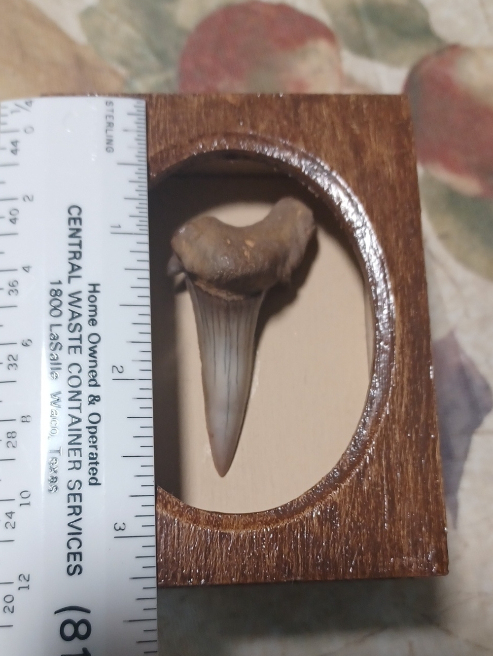 Fossil Shark Tooth (Otodus Obliquus) Displayed in Wooden Frame - Brown/Tan